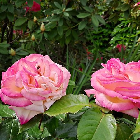 Gite 5 "Le Laurus" Aux Magnolias Обена Экстерьер фото