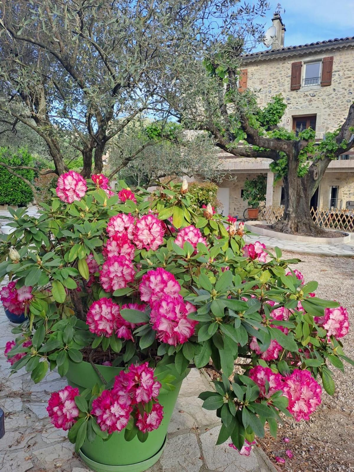 Gite 5 "Le Laurus" Aux Magnolias Обена Экстерьер фото