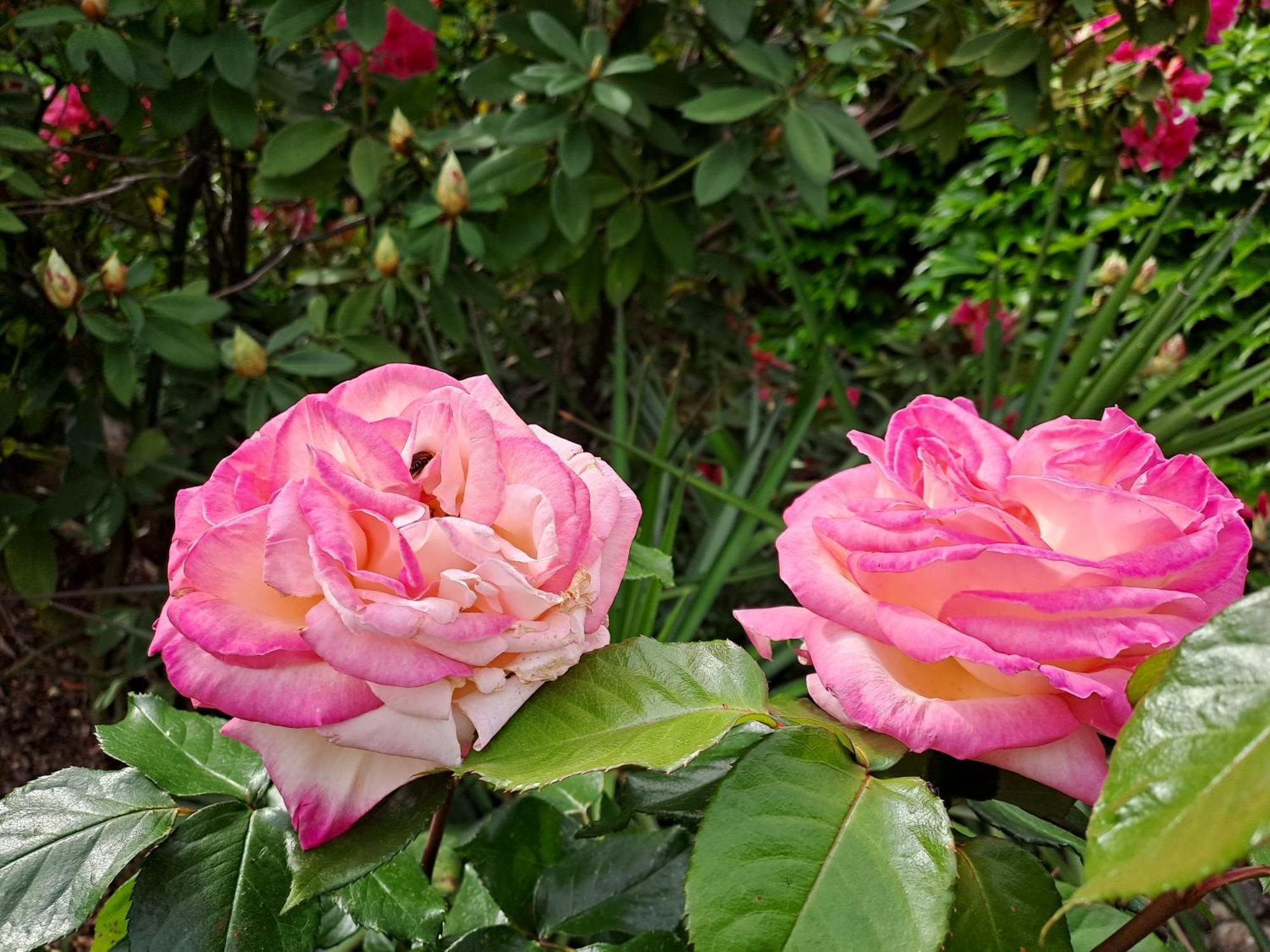 Gite 5 "Le Laurus" Aux Magnolias Обена Экстерьер фото
