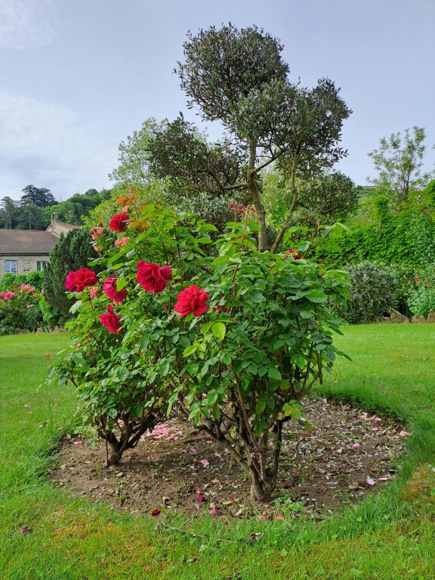Gite 5 "Le Laurus" Aux Magnolias Обена Экстерьер фото